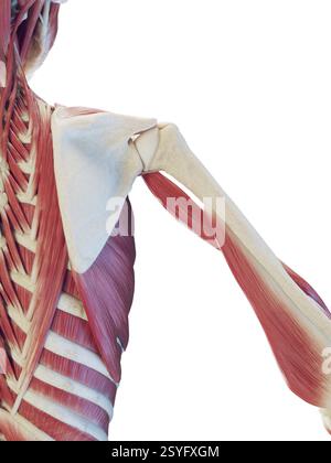 Muscoli della schiena profonda maschile, illustrazione. Foto Stock