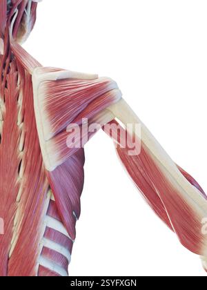 Muscoli della schiena profonda maschile, illustrazione. Foto Stock
