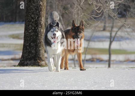 Husky e Pastore tedesco camminano insieme in un paesaggio invernale innevato Foto Stock