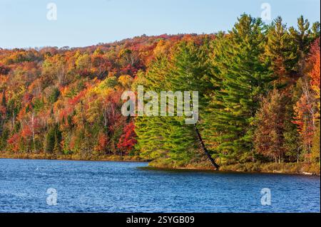 Pino bianco orientale pendente su Étang aux Cerises blu, foresta autunnale rosso vivo, arancione e giallo, Parc National du Mont-Orford, Quebec, Canada. Foto Stock