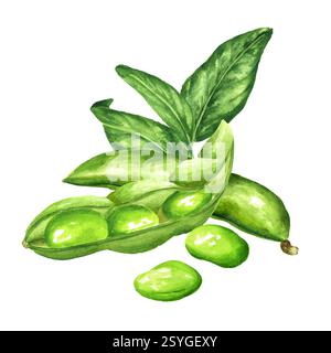 Fagioli verdi freschi di Edamame, cialde e foglie verdi. Illustrazione ad acquerello disegnata a mano, isolata su sfondo bianco Foto Stock