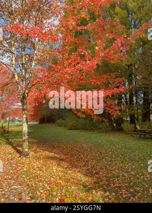 Albero con foglie rosse, autunno nel parco cittadino. Sentiero della foresta autunnale. Foto Stock