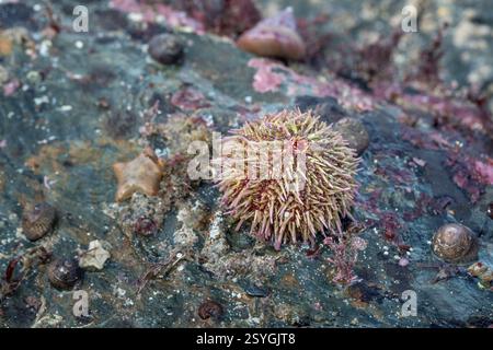 Urchin del Mar Verde; Psammechinus miliaris; Regno Unito Foto Stock