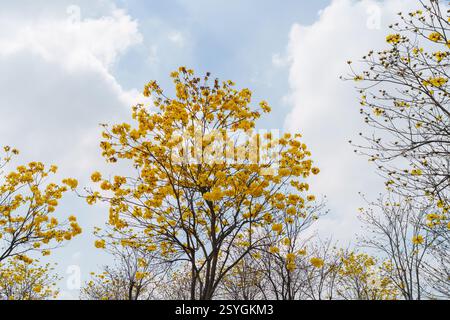 La bellissima Handroanthus chrysanthus si trova nel parco Foto Stock