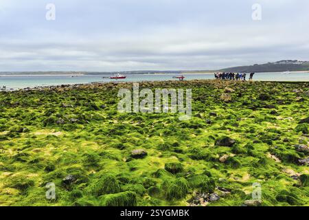 Massi, alghe, alghe marine, vista sulla baia di St. Ives, costa, Cornovaglia occidentale, Inghilterra, Gran Bretagna Foto Stock