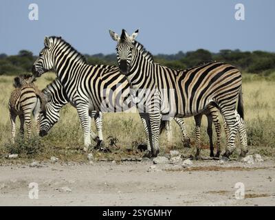 Zebre in piedi insieme nella savana con strisce verticali bianche e nere, zebra di pianura (Equus quagga), zebra di cavallo, Botswana, Africa Foto Stock