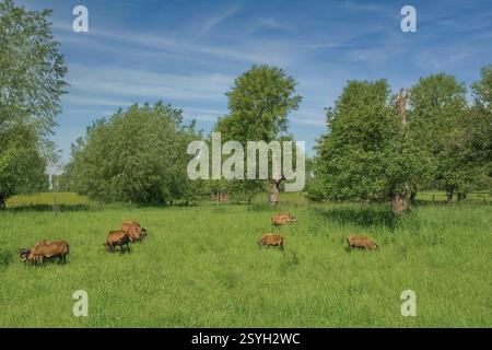 Pecora nana del Camerun nella riserva naturale di Urdenbacher Kämpe,pianura del fiume Reno,Düsseldorf,Germania Foto Stock
