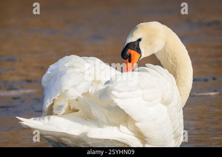 Primo piano ritratto di un elegante cigno bianco muto con becco arancione e nero. Soleggiata giornata invernale. Sfondo marrone. Foto Stock