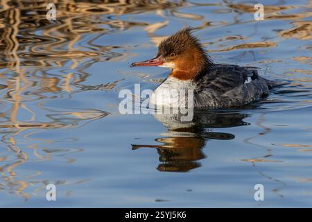 Il merganser comune, un uccello d'acqua femmina con testa rossa-marrone e corpo grigio, che nuota in un lago in una giornata di sole. Riflesso dell'uccello nell'acqua blu Foto Stock
