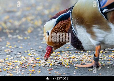 Primo piano ritratto di un'anatra mandarina maschile colorata che si nutre di semi gialli a terra. Foto Stock