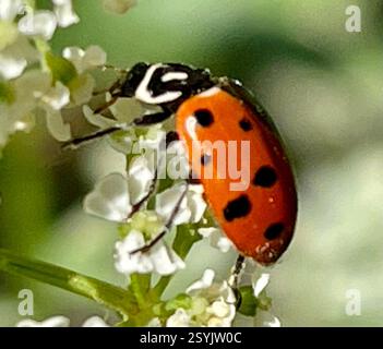 Convergent Lady Beetle (Hippodamia convergens), Insecta, Fort Ord National Monument, Salinas, CA, US, Convergent Lady Beetle (Hippodamia convergens) è nel genere Oblong Lady Beetles (Hippodamia). Questa specie ha due linee bianche convergenti sulla fronte (pronotum). Il numero di punti neri è variabile. È uno dei coleotteri più comuni in Nord America e si trova in tutto il continente. Lady Beetles è utile per il controllo biologico degli afidi, che sono la loro dieta principale. La chiave per la valutazione di Lady Beetles è vedere e fotografare la parte anteriore per vedere i motivi Foto Stock