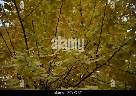 L'autunno di Gingko biloba parte lungo il viale Ichō Namiki che collega Aoyama e Meiji Jingū Gaien Park a Tokyo, Giappone. Foto Stock