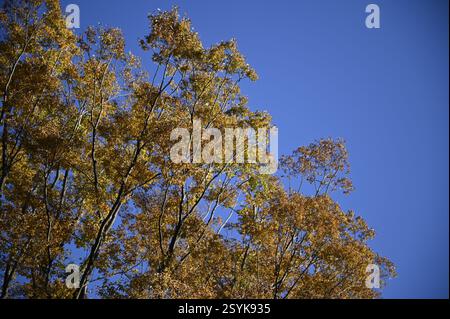 L'autunno parte lungo il viale Ichō Namiki che collega Aoyama e il parco Meiji Jingū Gaien a Tokyo, Giappone. Foto Stock