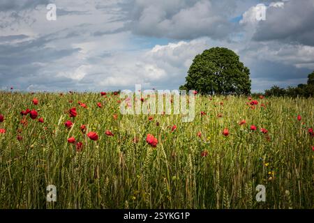 Wild flowers growing amongst the wheat fields under a cloudy summer sky Foto Stock