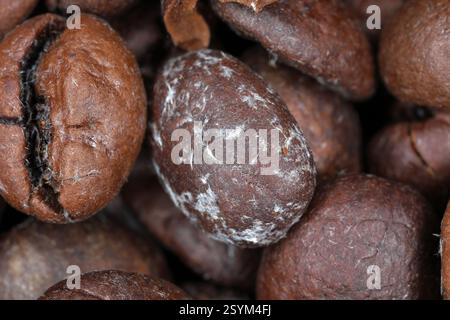 Cristallizzazione della caffeina su chicchi di caffè tostati che sembrano muffa. Fotografia macro. Foto Stock