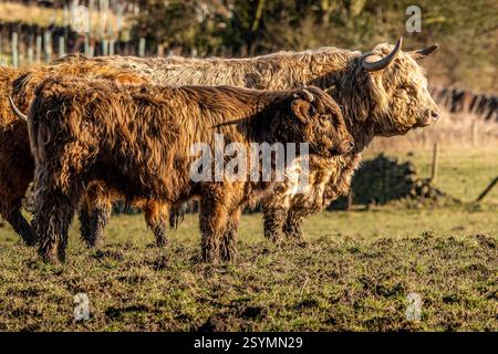 Tori di corno lungo delle Highland in un paesaggio rurale. Foto Stock