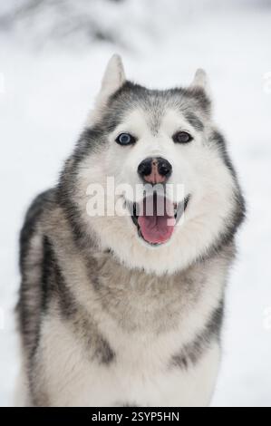 Husky siberiano in piedi nella neve con occhi blu e marroni. Il rivestimento in pelliccia spessa migliora la presenza su uno sfondo bianco morbido. Canino trasuda gioia A. Foto Stock