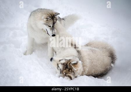 Due husky si divertono su terreni innevati, impegnandosi in un'interazione giocosa. L'illuminazione sovradimensionata migliora la sensazione del vento, creando una miscela armoniosa di tonnellate naturali Foto Stock