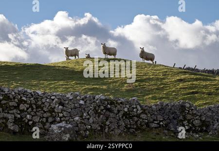 Pecora su una collina, Malham, Yorkshire Dales National Park, Regno Unito Foto Stock