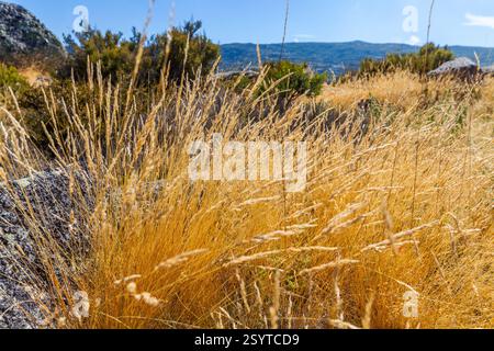 Questa immagine mostra i dettagli ravvicinati della vegetazione che cresce su una superficie rocciosa, non su una diga o un lago. Ecco un'analisi riveduta Foto Stock