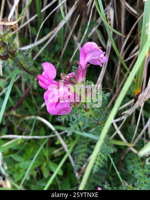 Lousewort dal naso lungo (Pedicularis rostratocapitata), Plantae, Golling an der Salzach, Salisburgo, AT Foto Stock