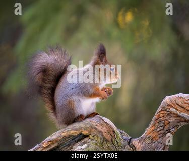 Grazioso scoiattolo rosso norvegese (Sciurus vulgaris) Foto Stock