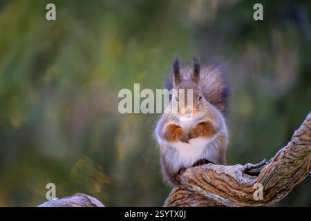 Grazioso scoiattolo rosso norvegese (Sciurus vulgaris) Foto Stock