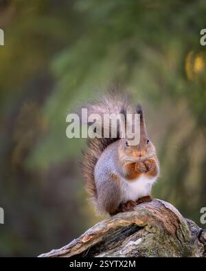 Grazioso scoiattolo rosso norvegese (Sciurus vulgaris) Foto Stock