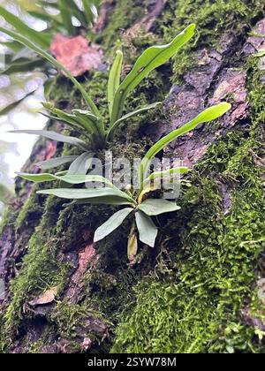 (Lepisorus), Plantae, Scenic area of Tiger Hill, Suzhou, Jiangsu, CN Foto Stock