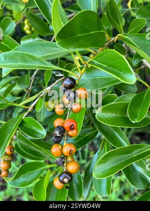 Spiny Fiddlewood (Citharexylum spinosum), Plantae, Florida, Stati Uniti Foto Stock