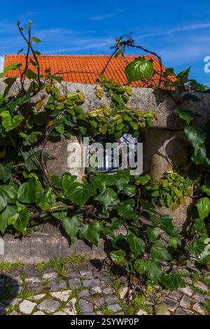 Lush green ivy climbs a textured stone wall with a glimpse of a red-tiled roof and a window, creating a contrast between nature and architecture under Foto Stock