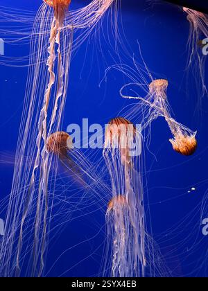Un gruppo di bellissime meduse gialle e arancioni con lunghe code sottili che nuotano nelle acque blu dell'oceano, esotiche creature marine nella vita naturale Foto Stock
