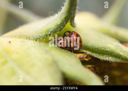Due coccinelle (probabilmente accoppiate) su una foglia di girasole. Vista ravvicinata. Foto Stock
