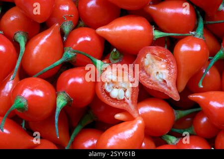 primo piano di pepe rosso, pimenta de cheiro Foto Stock