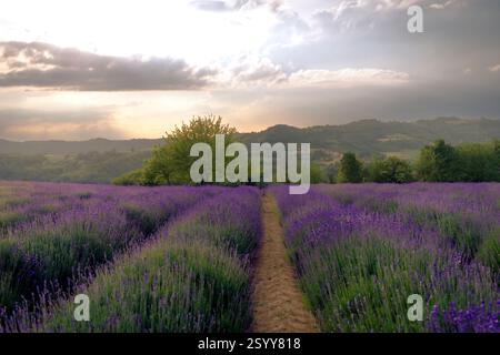 Campi di lavanda nei dintorni di sale San Giovanni, Piemonte, Italia. Foto Stock