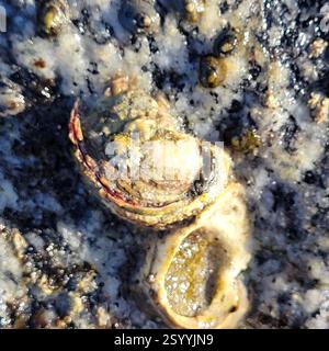 Revered Chama (Pseudochama exogyra), Mollusca, Venezia, CA 90291, USA Foto Stock