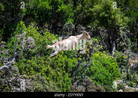 Capra selvatica acrobatica pranzando nella macchia mediterranea. Foto Stock