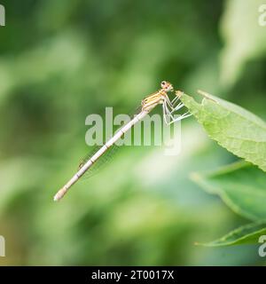 Primo piano su una damselfly di coda bluetail comune, Ischnura elegans seduto su una foglia verde Foto Stock