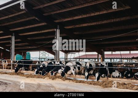 Mucca di vitello in gabbia, cura di agricoltura biologica, nutrire animali da insilato per erba da fieno, razze di bovini da latte, alimentazione delle mucche da mucca. Razza Fleckvieh, Foto Stock