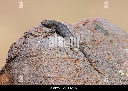 Piccola lucertola posta su roccia ruvida. Foto Stock