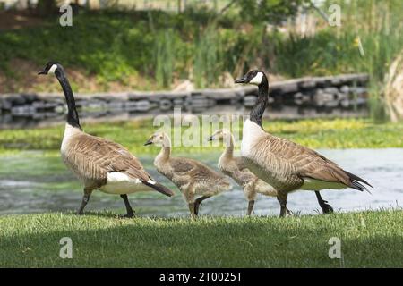 Due oche e gosling che camminano accanto al fiume. Foto Stock