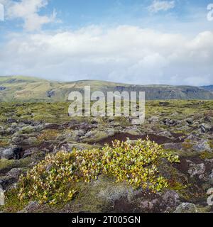 Scenografici campi di lava verdi autunnali vicino al canyon di Fjadrargljufur in Islanda. Muschio verde sulle pietre di lava vulcanica. Campi di lava unici Foto Stock