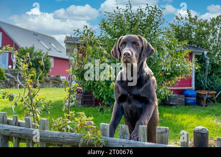 Un cane guarda sopra la recinzione Foto Stock