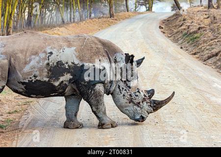 Il rinoceronte solitario e sporco Foto Stock