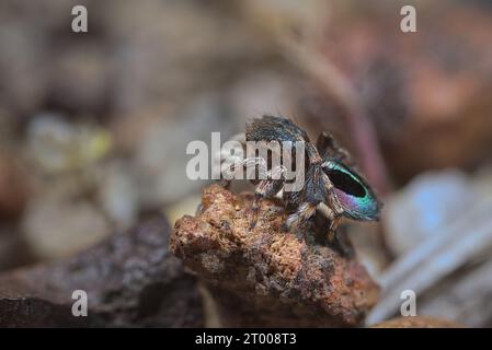 Ragno Peacock maschio, Maratus chrysomelas. Foto Stock