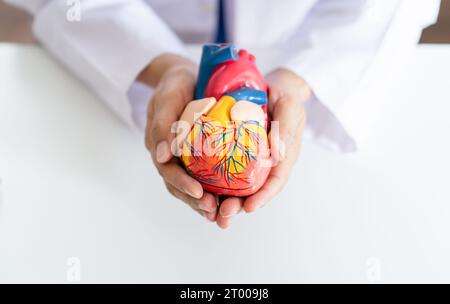 Medico con modello anatomico del cuore umano cardiologo supporta il cuore. cardiologia diagnosi controllo medico cardiologo in esame Foto Stock