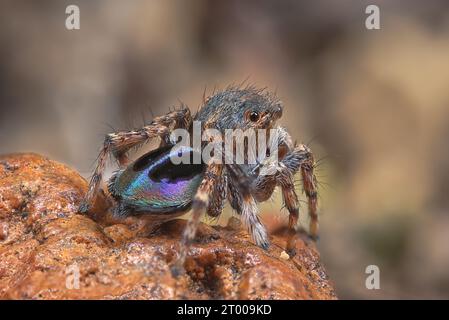 Ragno Peacock maschio, Maratus chrysomelas, nei suoi colori da riproduzione. Foto Stock