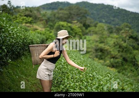 Donna spensierata e felice al mattino, immersa nella natura, Landmark Tea Plantation. raccolta del tè Foto Stock