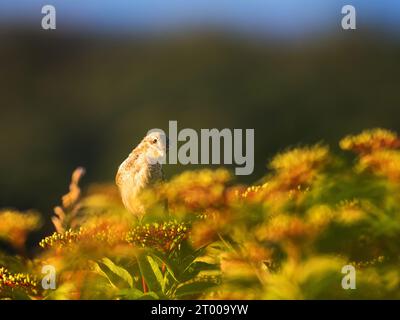 Gamberetto femminile dal dorso rosso, lanius collurio, in piedi su foglie verdi Foto Stock