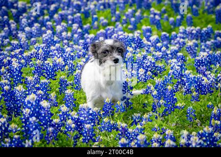 Un bellissimo animale domestico si gode un campo di fiori Bluebonnet in un giorno primaverile Foto Stock